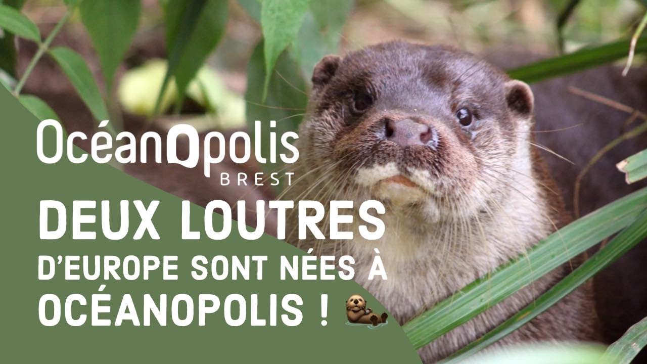 Deux loutres d'Europe sont nées à Océanopolis ! 🦦