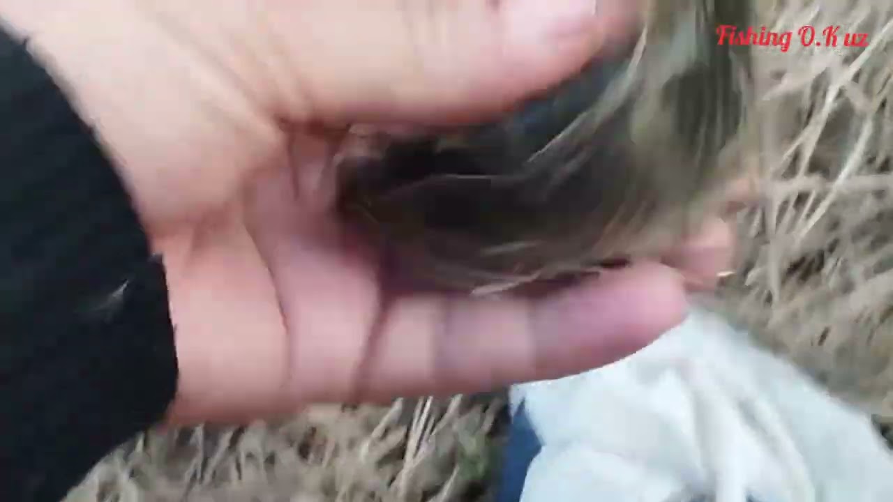 Февраль. Рузани 1чи кунида балиқ ови.  #баликови #fishing #рыбалка #telegram 