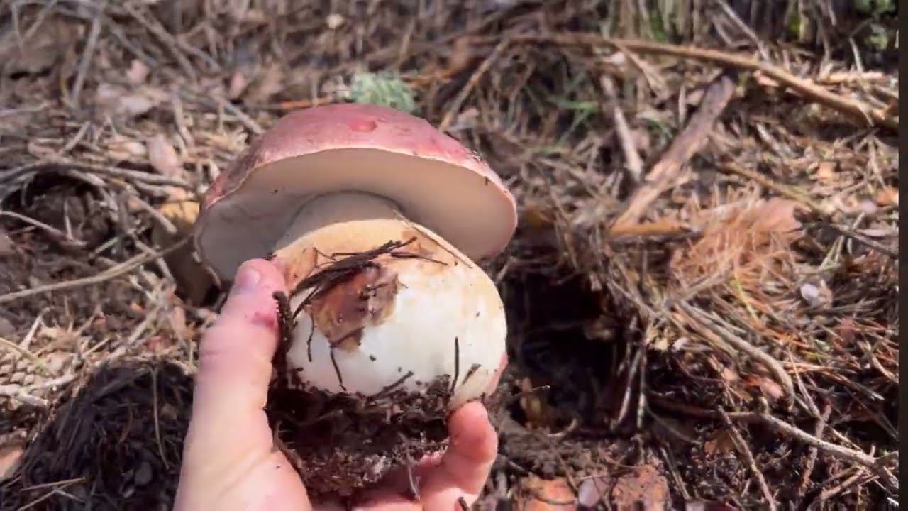Boletus pinicola principios de Mayo 2025 en pino silvestre 🍄‍🟫🌲