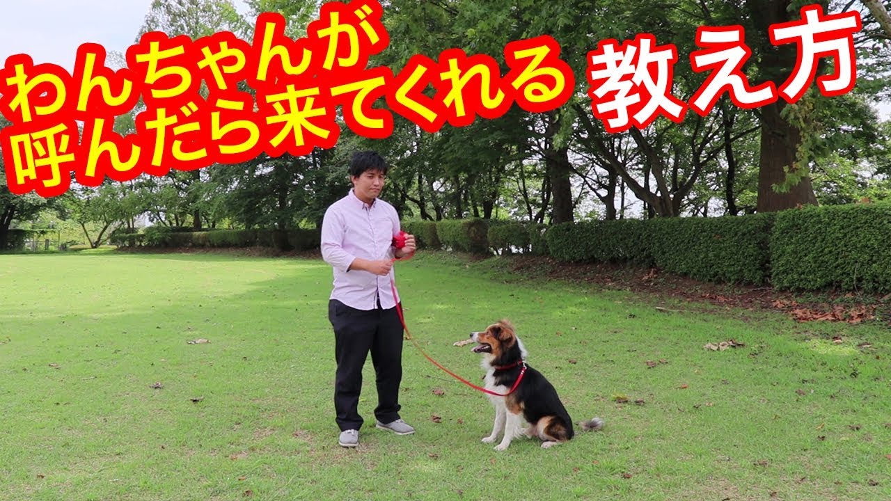 犬のしつけ わんちゃんのトレーニング 呼び戻し編