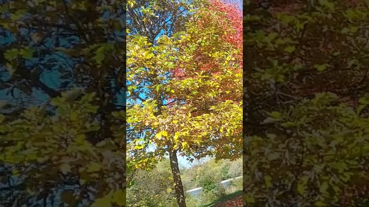 #fallcolors