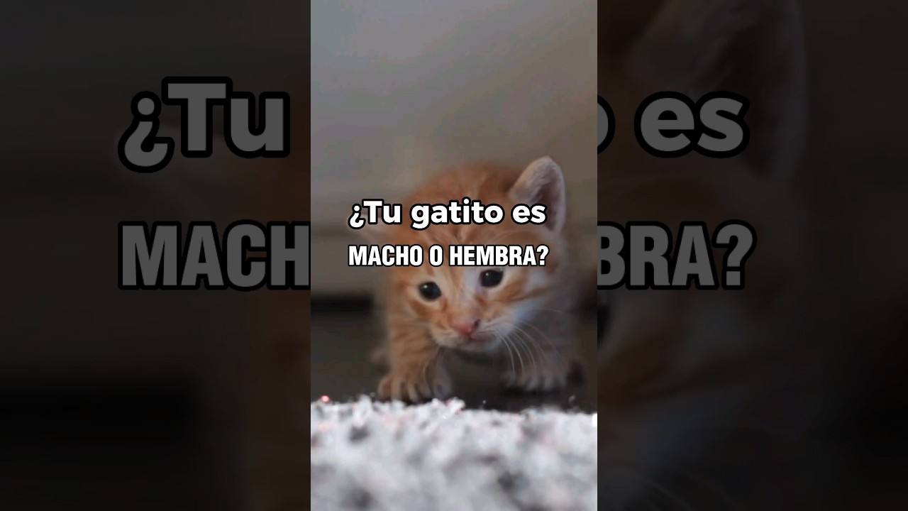 Diferencias entre GATITOS y GATITAS reci&eacute;n nacidos #Shorts #gatitos #diferencias #gatos #gato