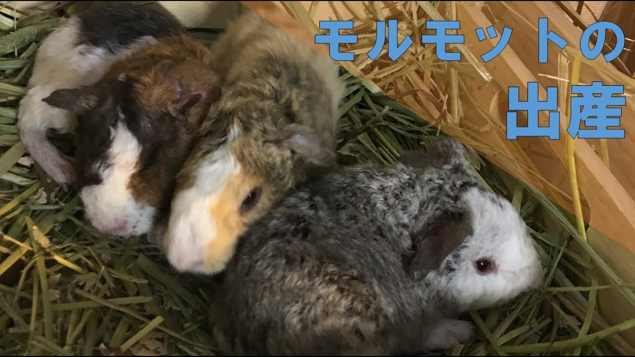 モルモットの出産フルバージョンgave birth to  Guinea pig babies