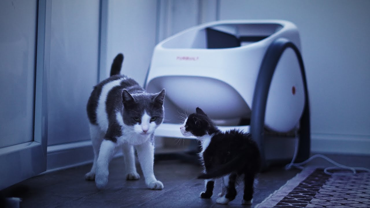 Best smart litter box for big cats? Furbuilt Catbula Pro Unboxing I Review I App I Cleaning test