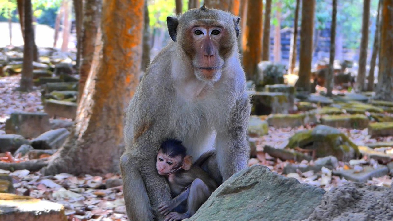 Kind Heart 💛, Babies Feel Safe and Happy With Yamasaki, | AmberTroop