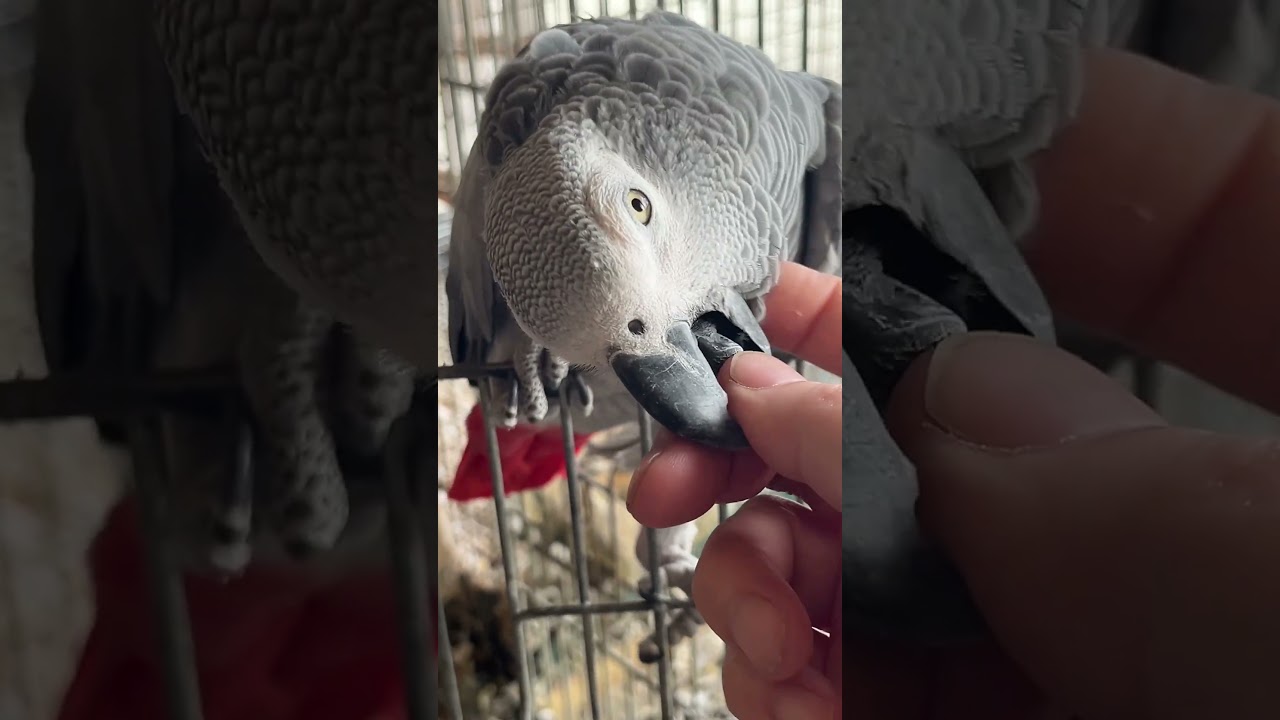 インコ科　ヨウム　賢いなぁ‼️７才♀ 