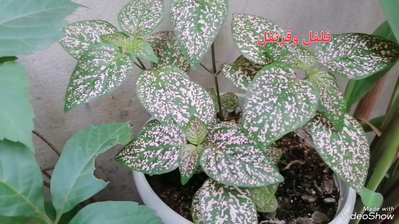 البولكا المرقطة خد العروس العناية به وتكاثره صلو على النبي
