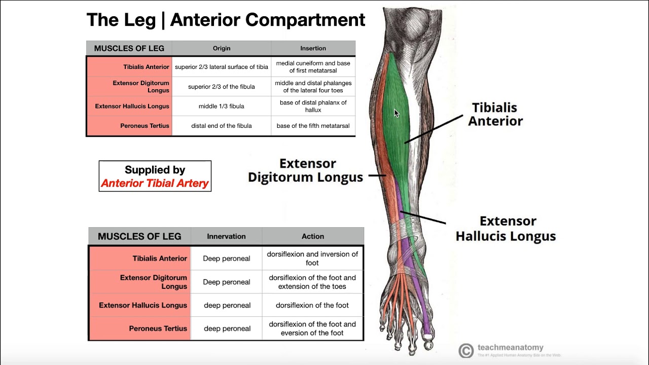 Anterior Leg Compartment | Origins, Insertions, & More