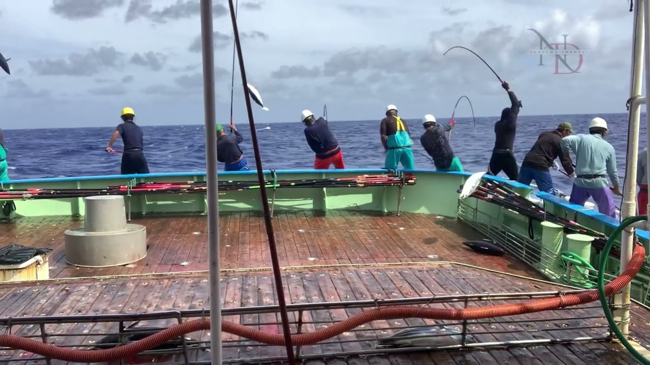 It's great to catch skipjack tuna. Pole and line japan 🇯🇵