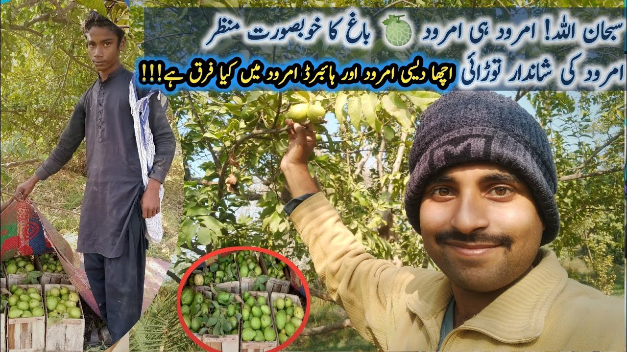 Guava farming in MirpurKhas | Amrood plucking varieties packing & market journey