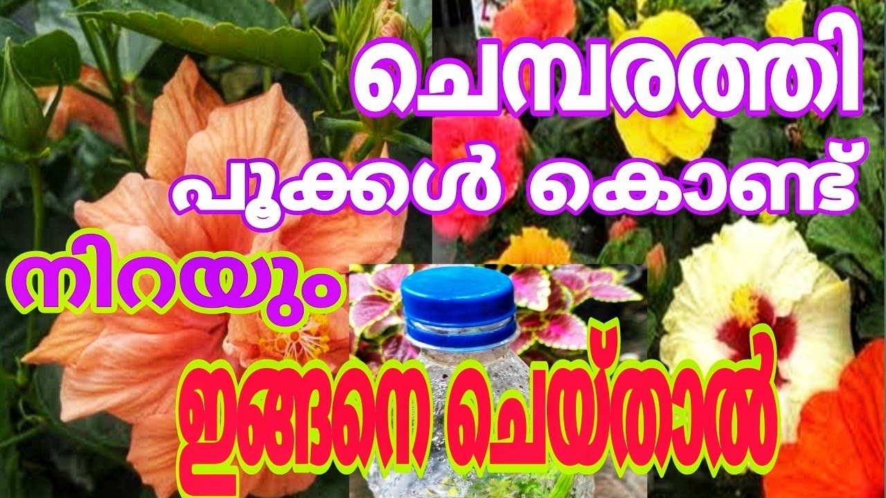 Chembarathi  Chedi മൊട്ടുകൾ കൊണ്ട് നിറയാൻ എളുപ്പവഴികൾ