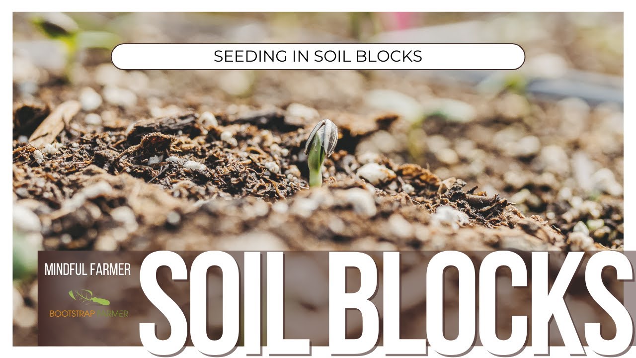 Seeding Soil Blocks
