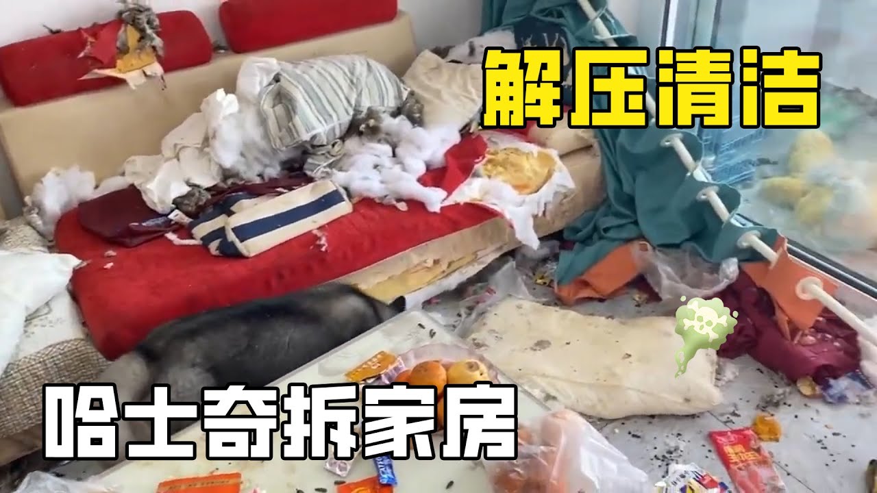 史上最臟“二哈拆家垃圾房”：哈士奇把家拆成垃圾場！家裡垃圾遍地主人當場崩潰，清潔小哥邊掃邊吐槽還看到不堪入目的東西！【家簡生活】