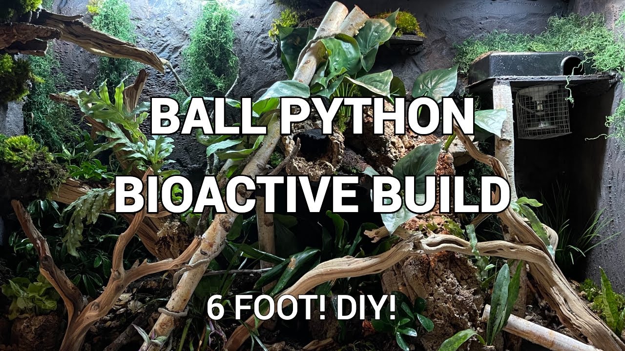 Ball Python Enclosure Build - DIY - 6 foot and bioactive