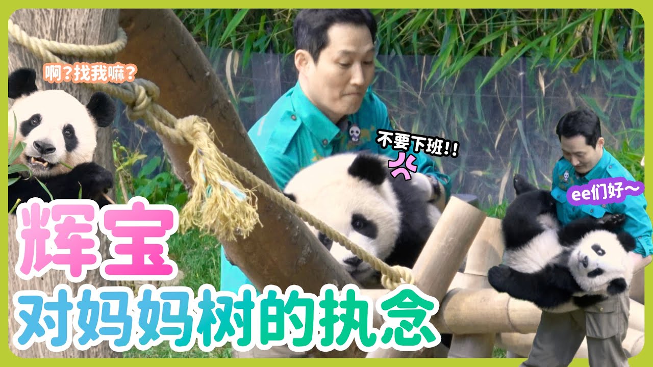 宋宝对辉宝的爬树训练，睿宝躺在地上撒娇，要爷爷公主抱下班~#에버랜드 #辉宝 #睿寶 #輝寶 #愛寶樂園 #熊貓 #大熊貓 #giantpanda #愛寶樂園 #ruibao #huibao