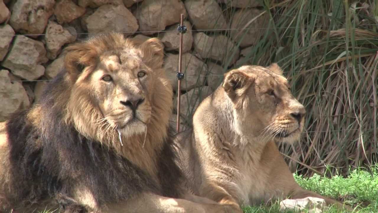 האריה מלך החיות