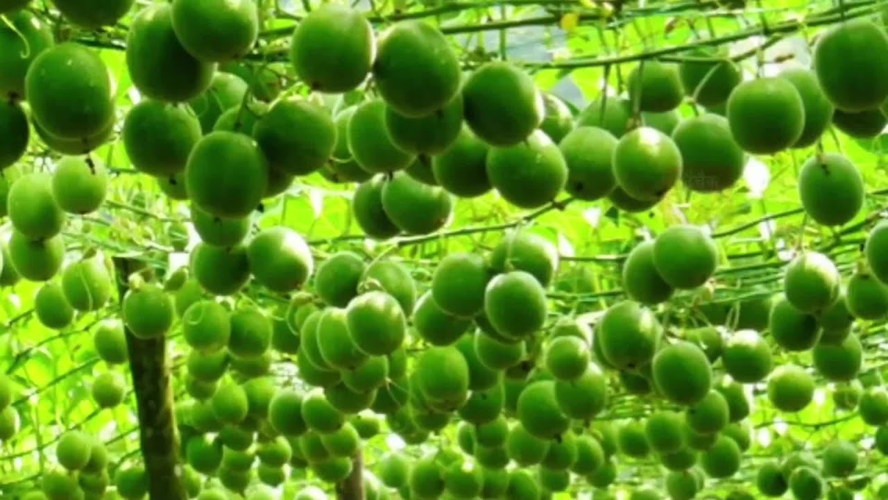 The Life Cycle of Monk Fruit | Modern Agricultural Cultivation and Harvesting of Monk Fruit