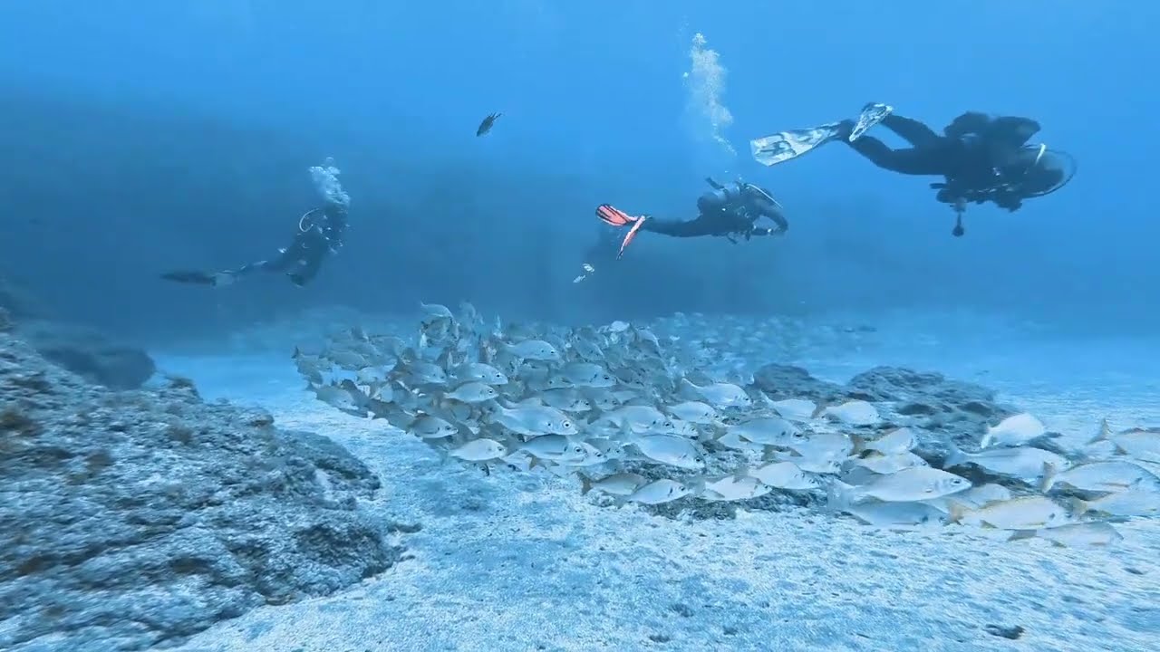 Diving in El Cabrón, Gran Canaria - September 2024