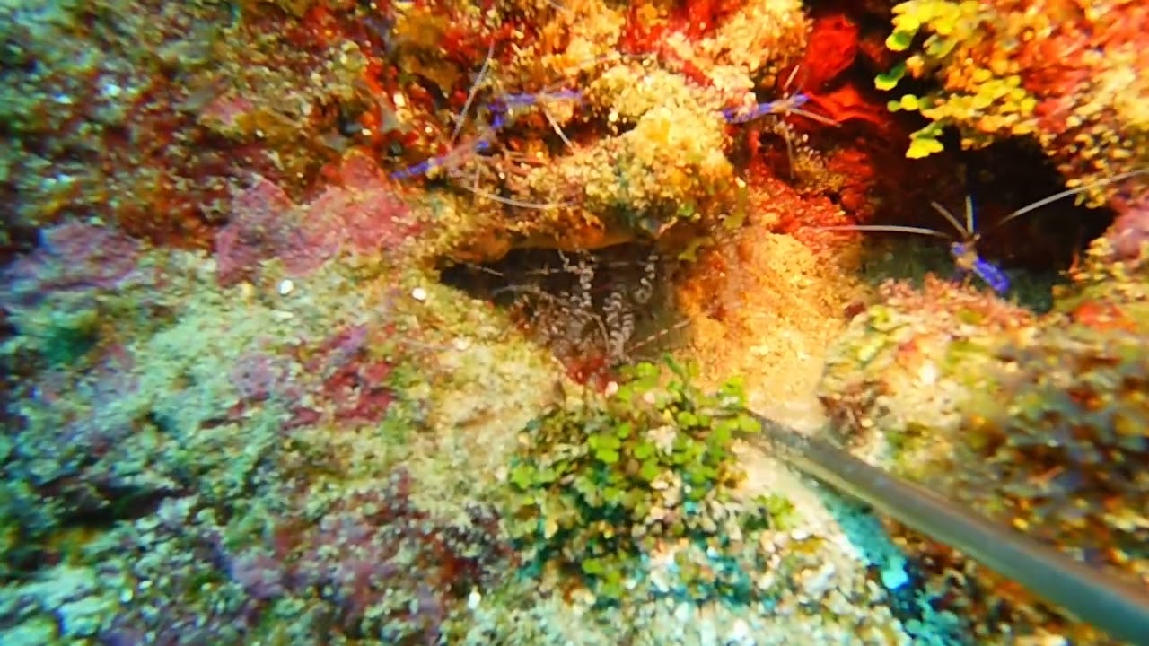 Red Snapping Shrimp with Pederson Cleaner Shrimp