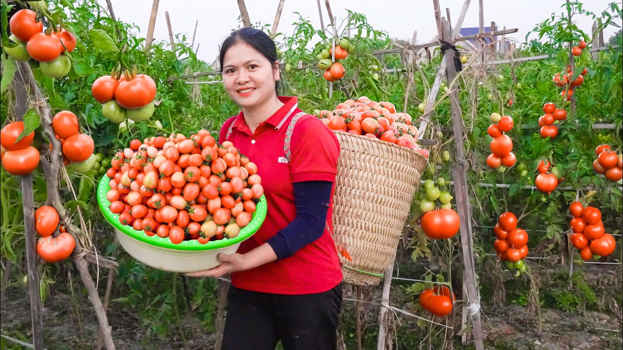 Harvest Tomato Fruit - Cook Fried Rice & Tomato Salad Go to the market to sell - AlmaDailyLife