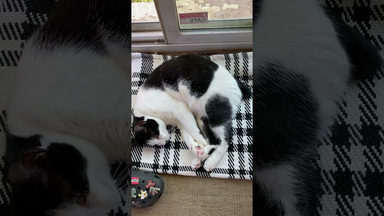 My Japanese Bobtail Cat