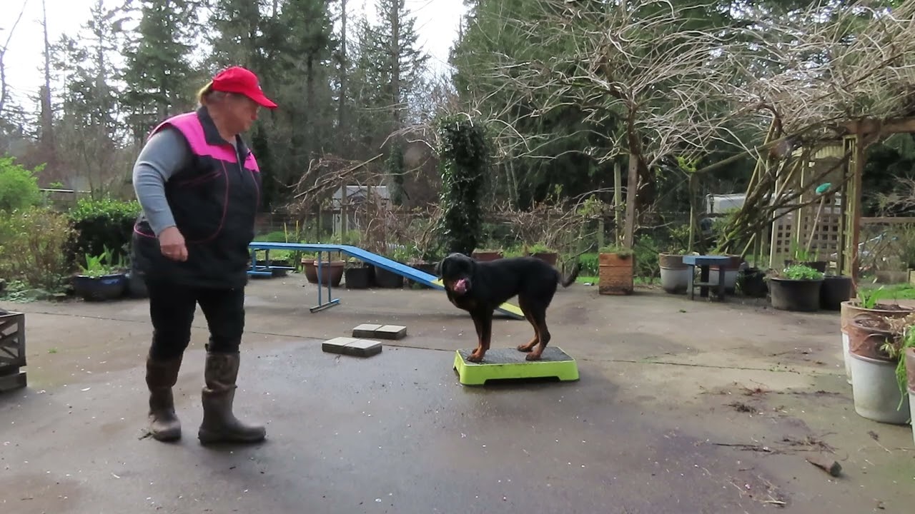 2026-March-13 - Heizelwood Baela - using the placement board to start stationary commands