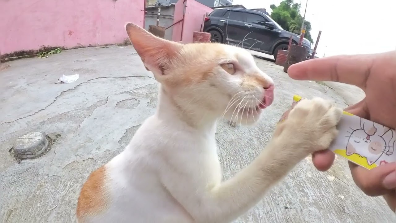 Kucing ini gak mau ngalah dan merebut jatah temennya 😊