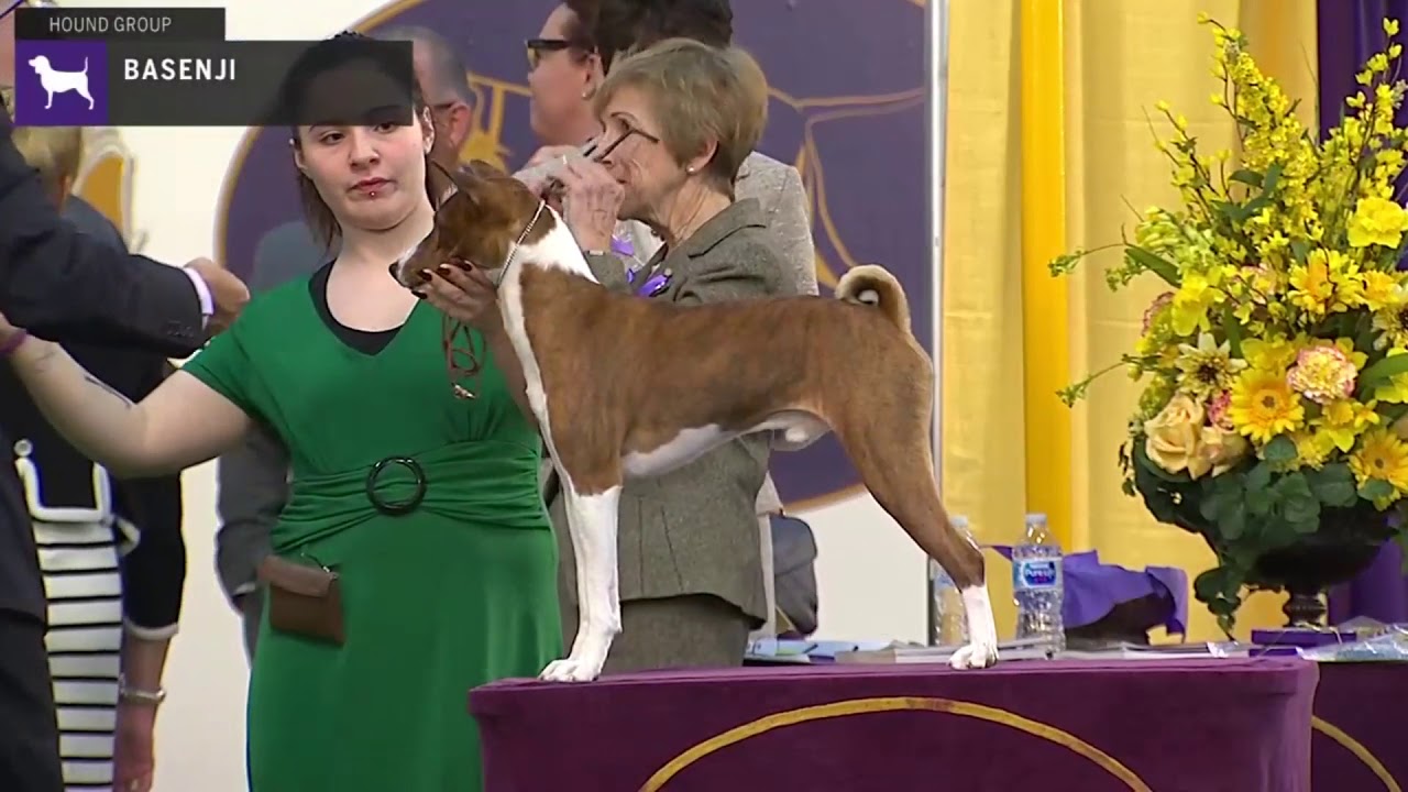 Basenjis | Breed Judging 2020