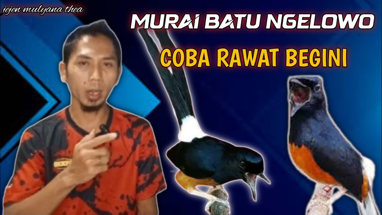 cara rawatan murai batu ngelowo