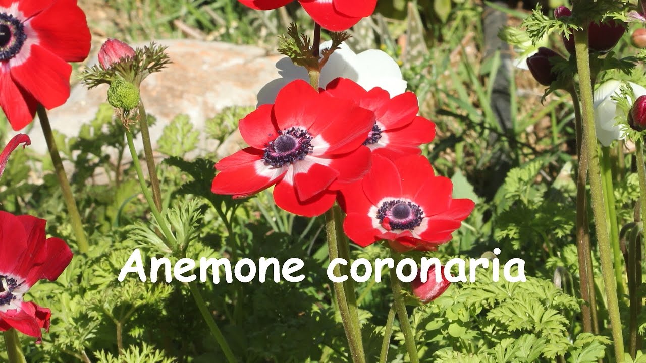 Anemone coronaria