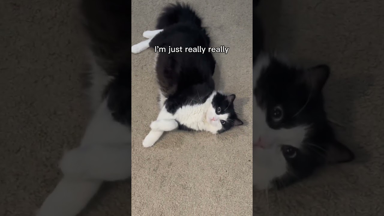 Fat Tuxedo Cat #catsofyoutube #catlife #catmania #catlover #fatcatvideosfunny #tuxedocats #catlife