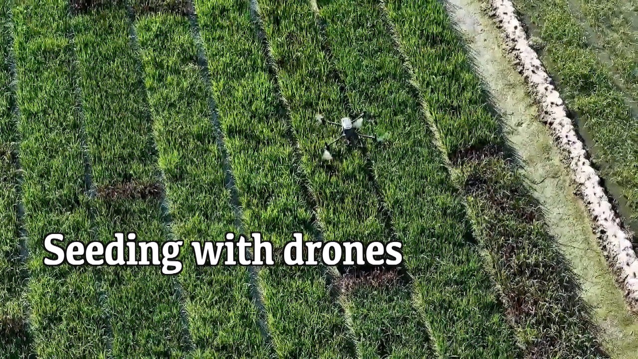 How to Crossbreed Two Rice Strains? AI Helps Tackle Agricultural Hurdle in China