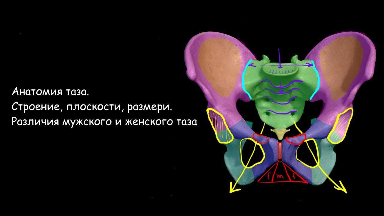 Анатомия таза. Строение, плоскости, размеры. Акушерство и гинекология