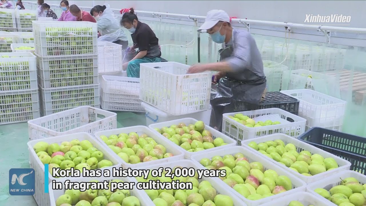 1st batch of Xinjiang fragrant pears sent for export