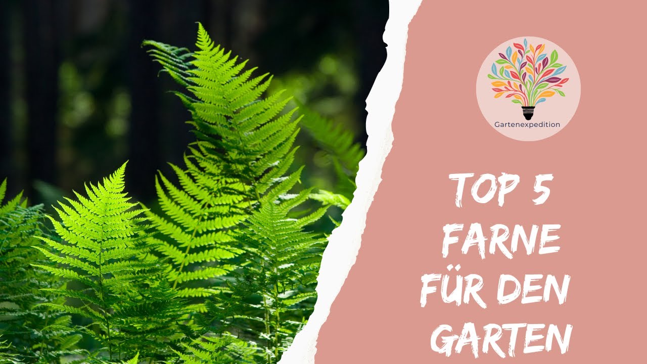 Top 5 Farne f&uuml;r den Garten - Schattenpflanzen - Gartenexpedition #naturgarten #farn
