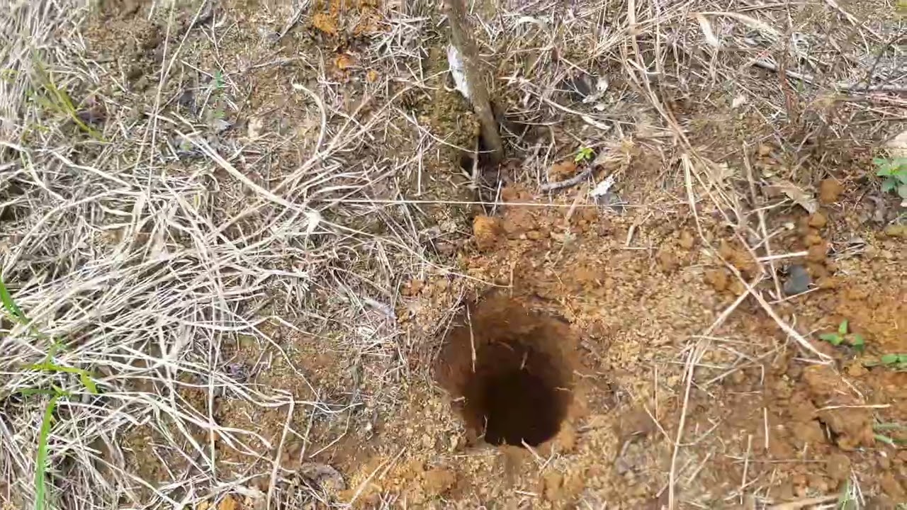 a forma certa de plantar cacau.