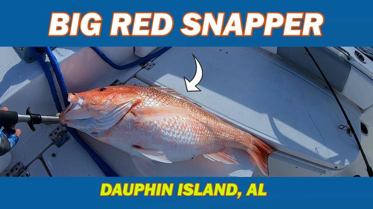 Dauphin Island BIG RED SNAPPER!!! Shimano Spheros SW 8000 handles it no problem.