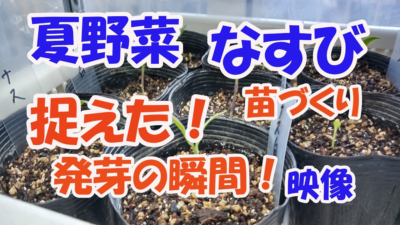 【のんちゃんファーム】初めての夏野菜なすびの苗づくり、発芽の瞬間をカメラで捉えた、無事に苗ができますか？