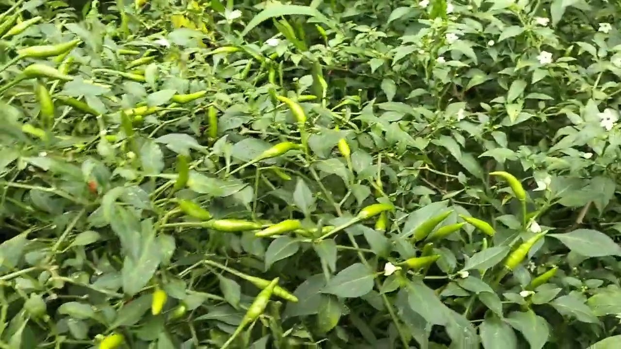 Persiapan lahan cabe rawit hijau pelita 8 F1 yang jarang diketahui.#petani #farming #agriculture 