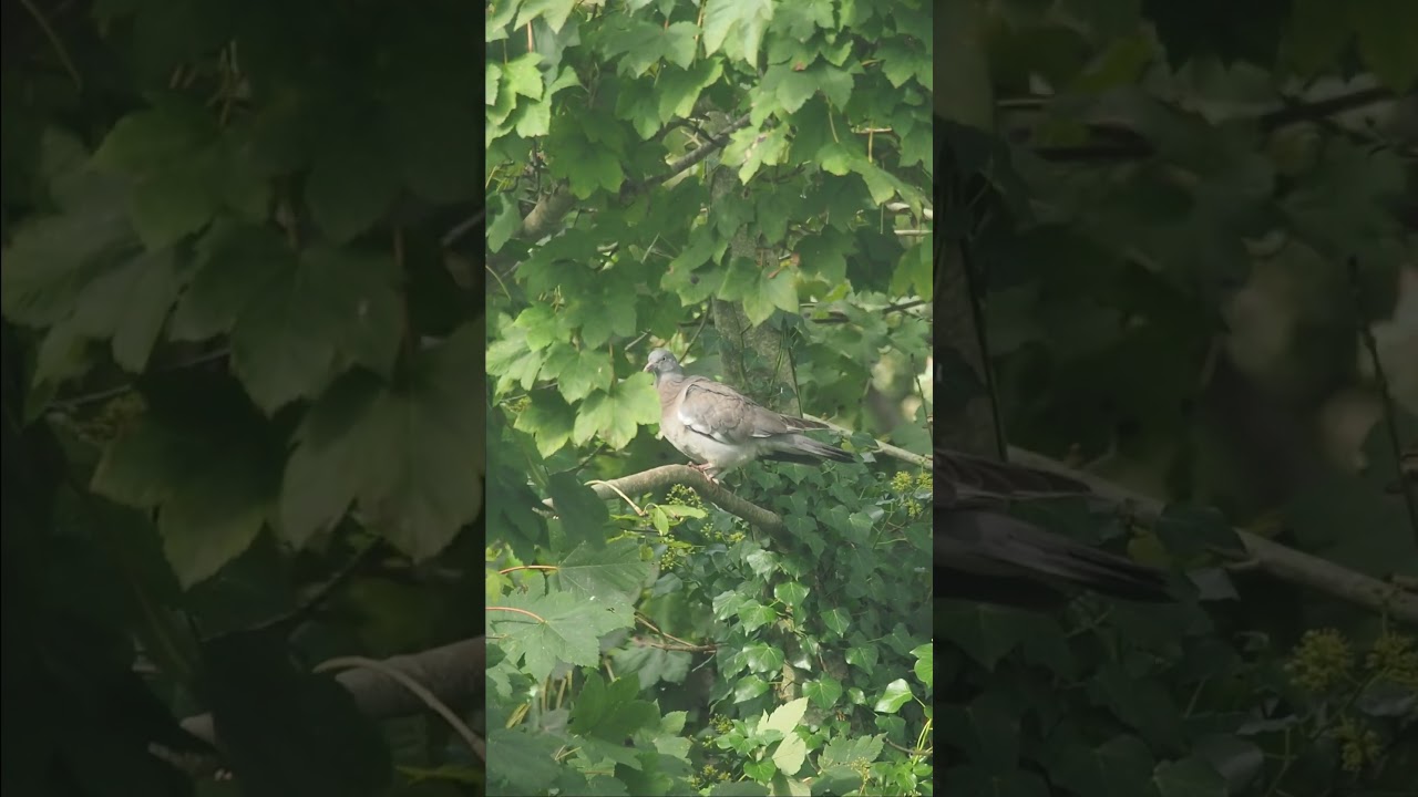 Wood Pigeon preens & stretches 
