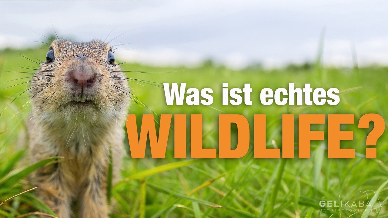 Was ist echtes Wildlife und was nicht? Das ist eine Frage, die mich schon sehr lange beschäftigt.