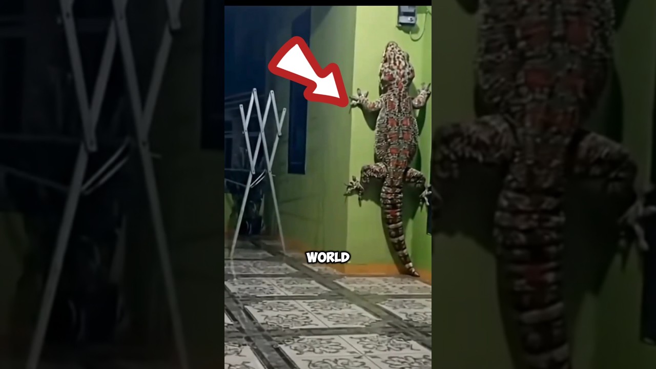 Top 5 GIANT 🤯 lizards in the world 🌏 #top5 #giantanimals