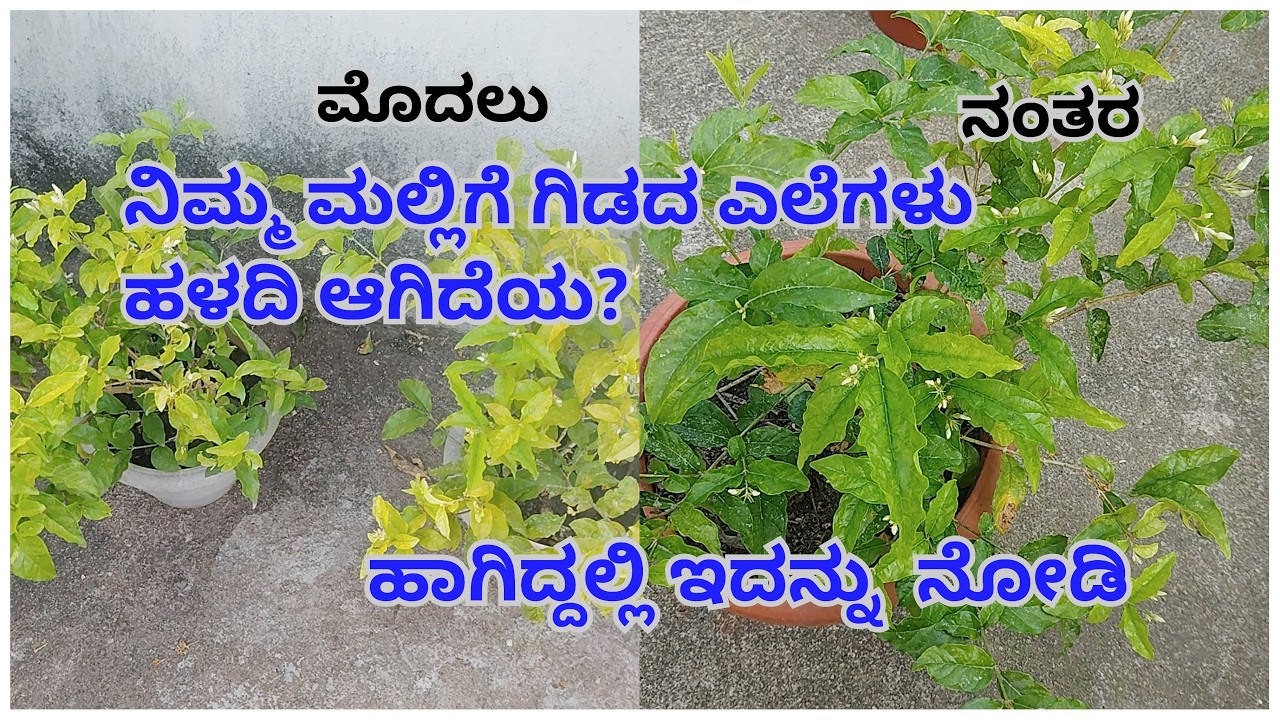 #ಮಲ್ಲಿಗೆ ಗಿಡದ ಎಲೆ ಹಳದಿ ಆಗಿದೆಯ ಇದನ್ನು ಬಳಸಿ
