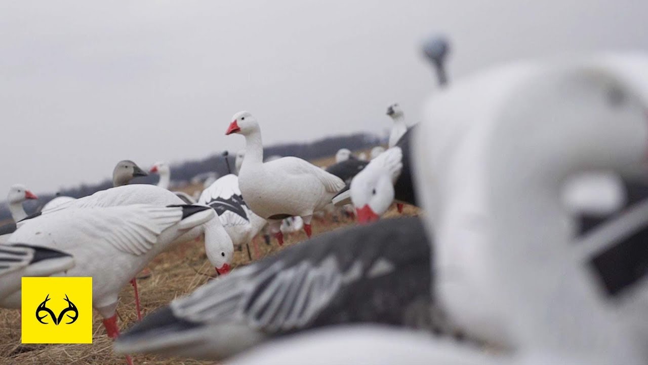 Tough Snow Goose Season | Lack of Young Geese? | The X