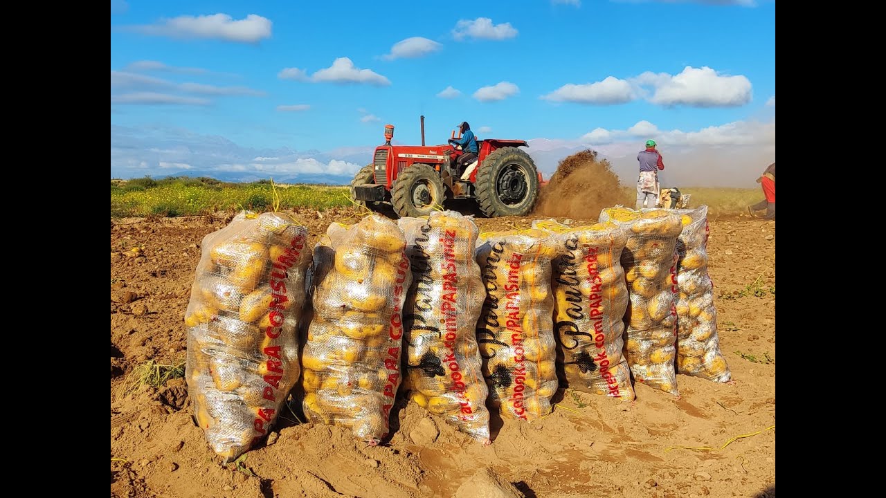Producción de papa en Mendoza