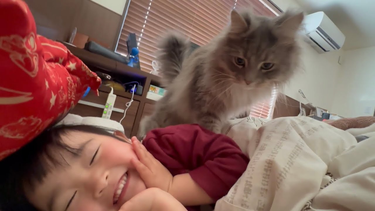 起きた気配を察して甘えに来る猫　サイベリアンThe cat senses that I'm awake and comes over to cuddle. Siberian
