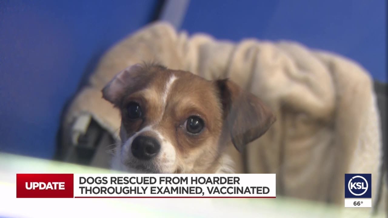 Dogs rescued from hoarder house thoroughly examined, vaccinated