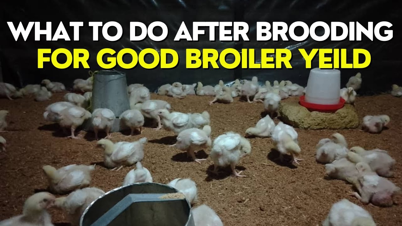 LEARN FROM WHAT I DID AFTER BROILER BROODING | HOW TO RUN A FARM ON AUTOPILOT & BE SUCCESSFUL AT IT.