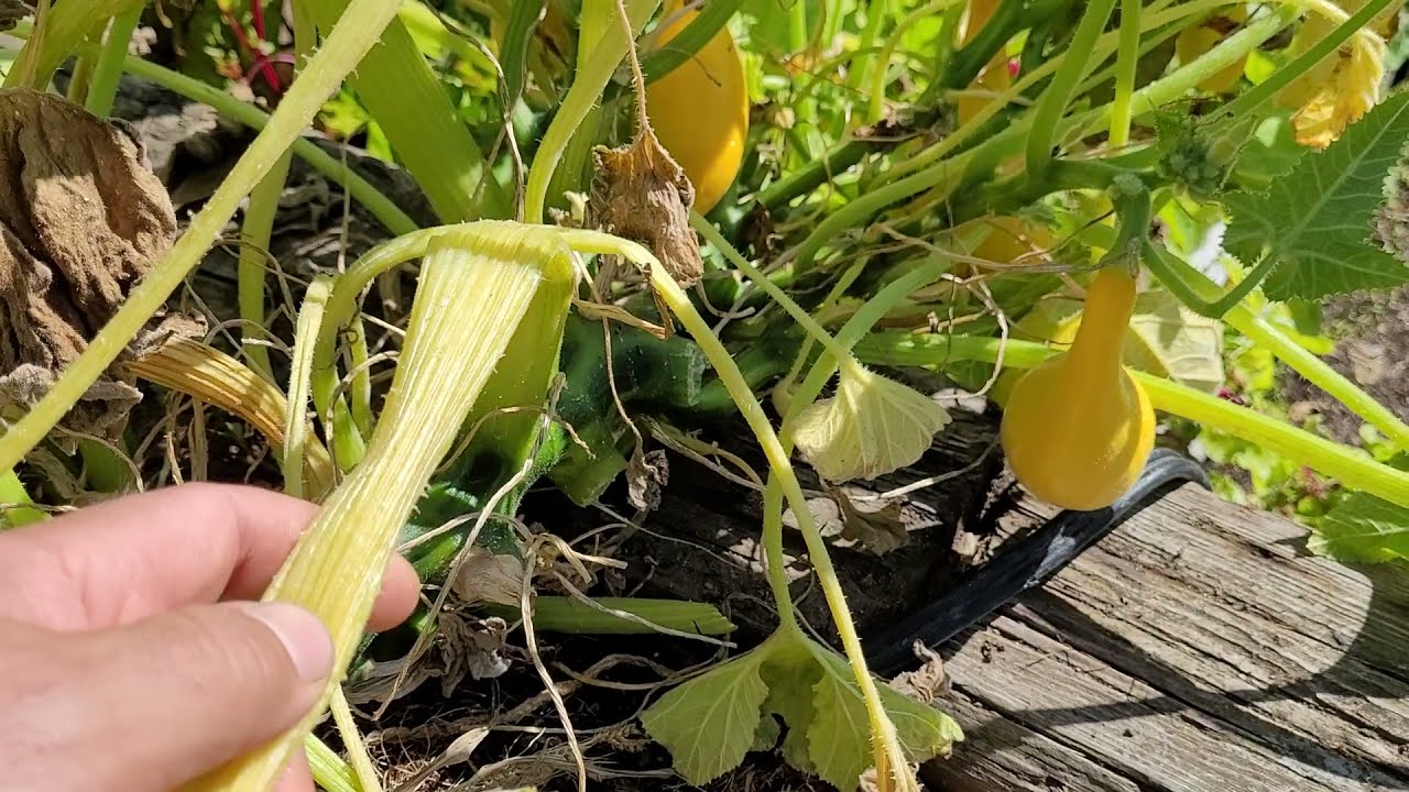 How to Keep Squash Plants Producing All Summer into the Fall (Zucchini)