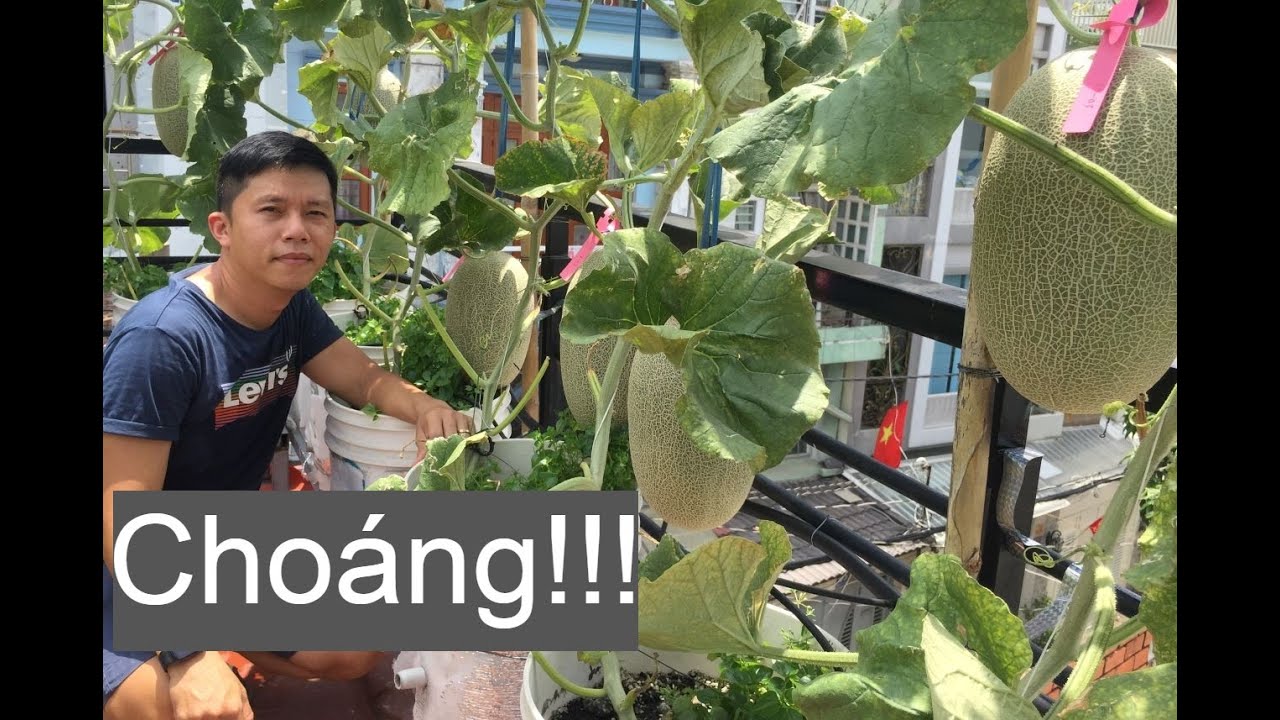 Choáng! Sân thượng trồng dưa lưới, cóc, táo, kèo nèo, nuôi chim cút - KT trồng dưa lưới
